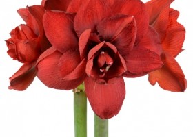 hippeastrum Double King (1)